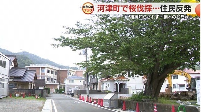 伐採が予定されているソメイヨシノ