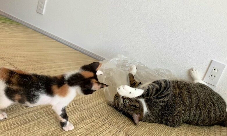 約2週間経った時の様子　距離が近づいた