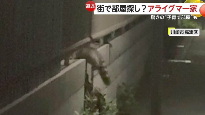 子犬くらいの大きさで8匹ほどいたというアライグマ