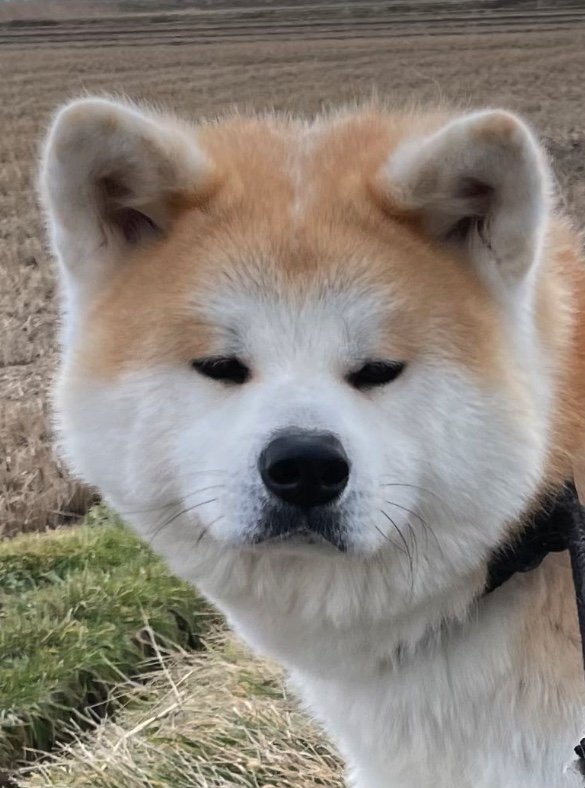 提供：秋田犬 五元(イモト)さん