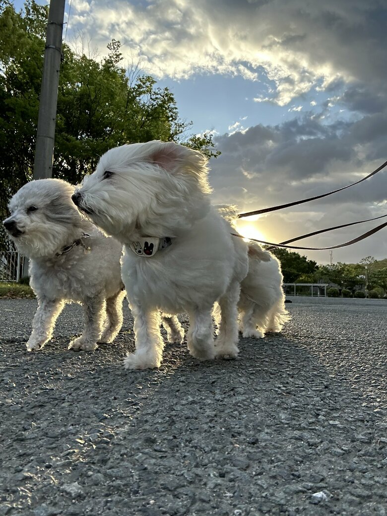 （画像：飼い主さん提供）