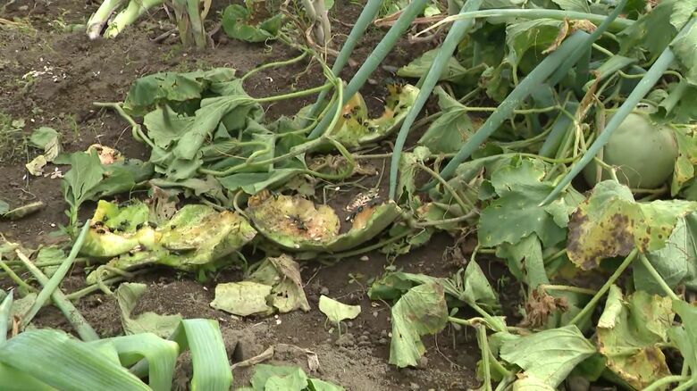 メロン20個以上が食い荒らされる