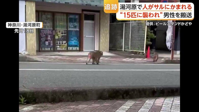 温泉街に現れたサル（2026年9月18日）