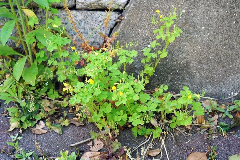 画像はイメージ