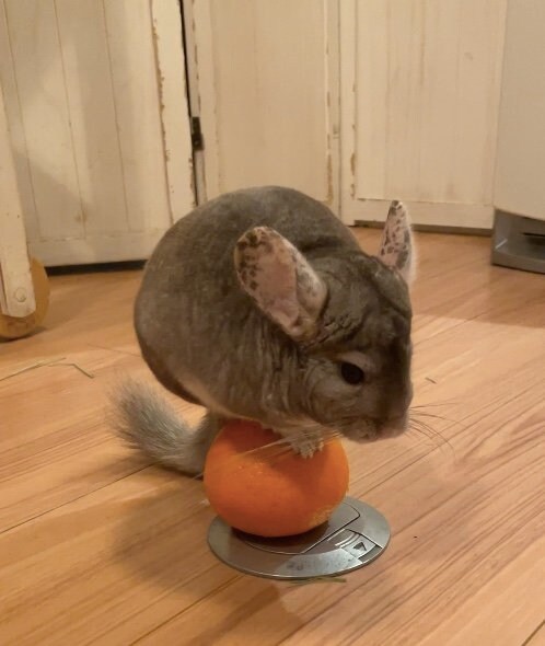 提供：おもちさん