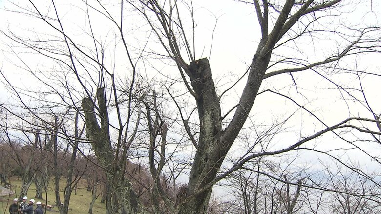 幹や枝が切られて痛々しい姿となってしまったサクラも多い