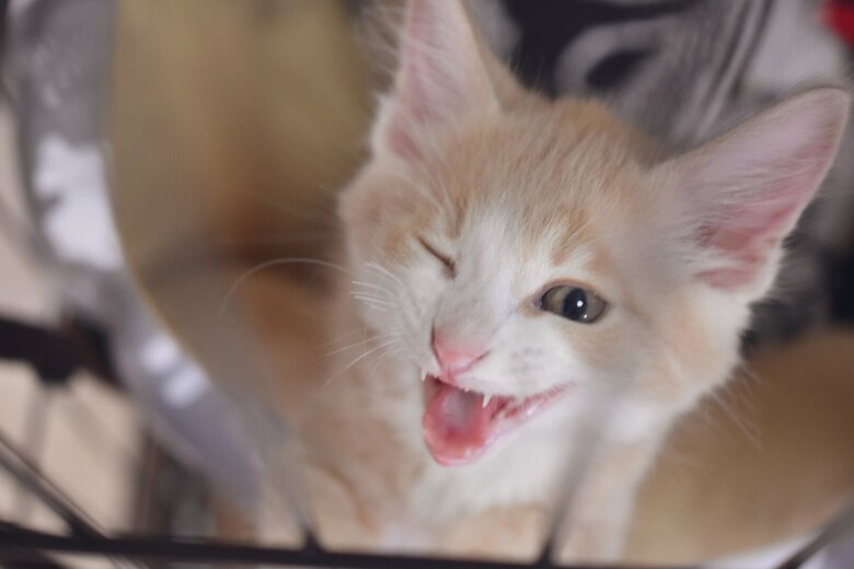 器用に舌を出してウインクしている