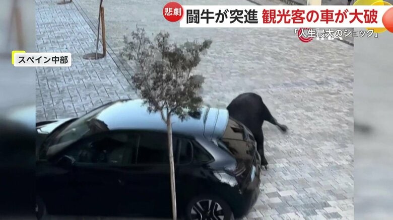 闘牛が止まっていた黒い車に向かって突進する一部始終④