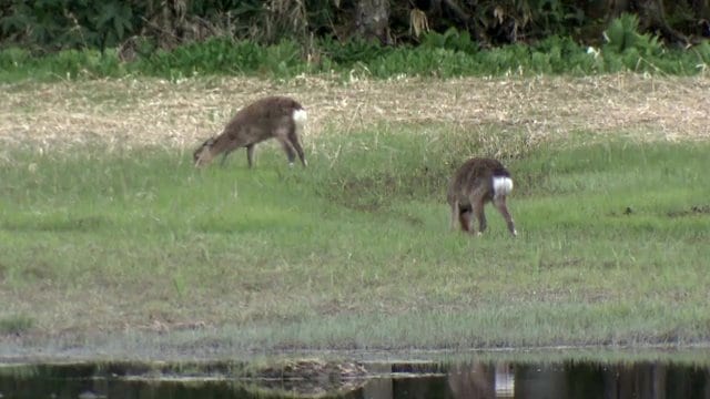 エサを求め栃木・日光方面から北上か　ニッコウキスゲが好物で食い荒らされる被害も