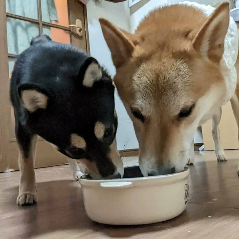 同じ釜の飯を食うきょうだい