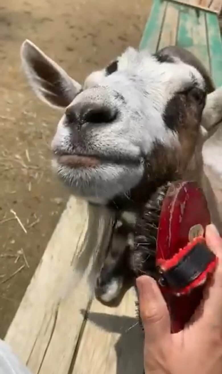 ブラッシングされて気持ちよさそう