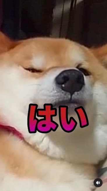 提供：柴犬スティーブch【コーギーと猫を添えて】さん