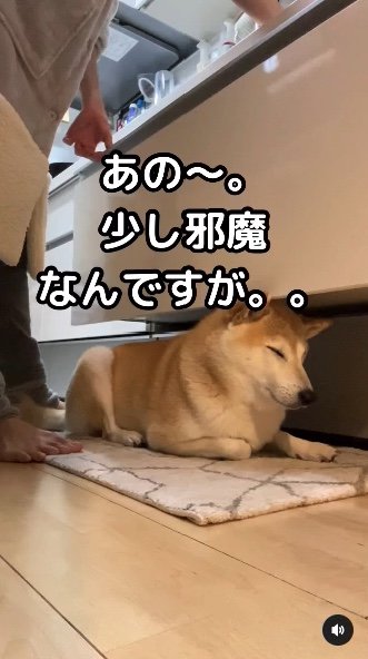 提供：柴犬Mamesuke・Korosuke大阪さん