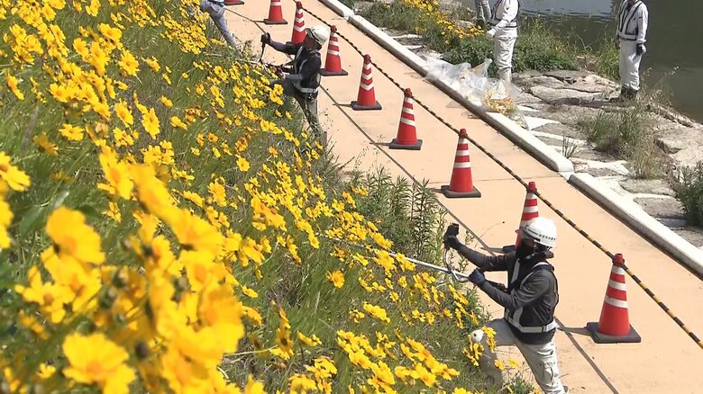 旭川土手沿いに咲く「オオキンケイギク」を駆除