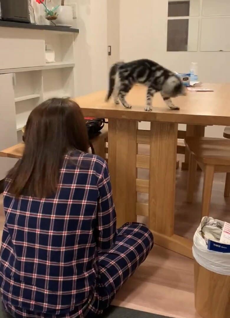 右往左往しているあんこくん