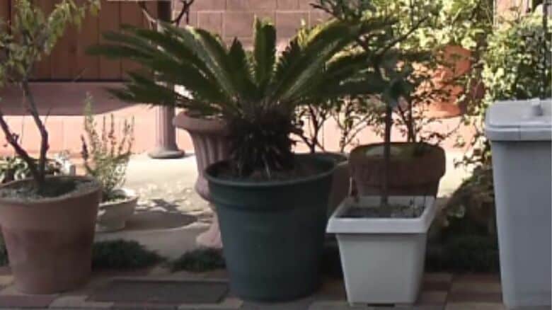 トラブルのもととなった植木鉢