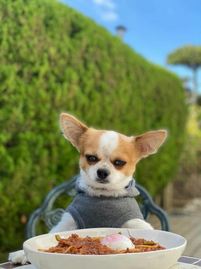 提供：SORA/ちわわさん