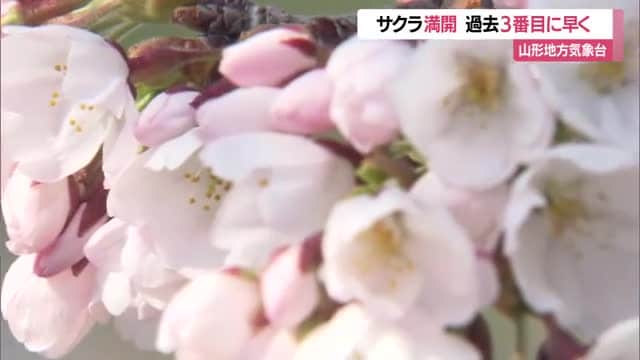 山形地方気象台のサクラ満開発表　過去3番目に早い満開・平年より12日早く昨年より8日早い　山形