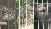 さよならヒデ…東山動植物園生まれの人気者『マヌルネコ3兄弟』に“別れの時” 新天地・旭山動物園へ