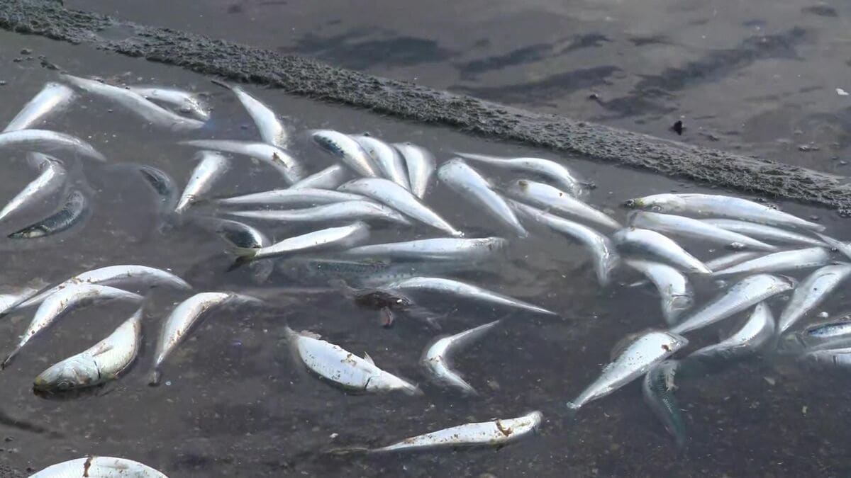 なぜ？イワシと養殖魚が大量死】海の『いけす』でホッケ約2000匹が全滅