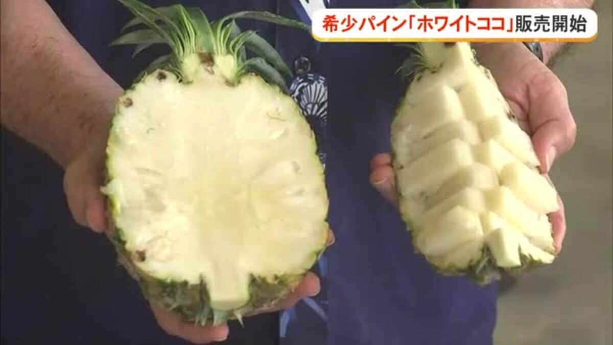 希少なパイン”ホワイトココ” 東村で販売開始セレモニー｜FNNプライム