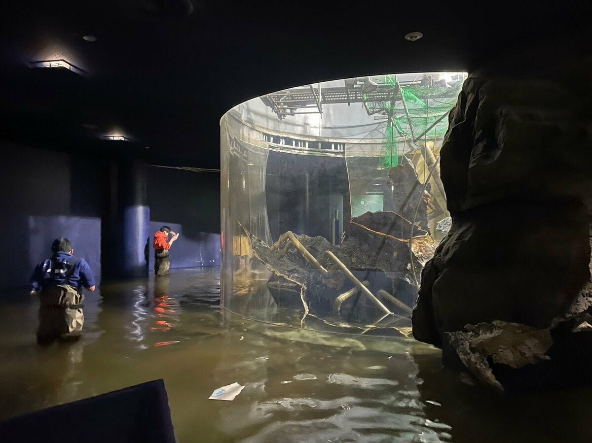 体長約1メートル「日本最大級ナマズ」の大型水槽が破損 館内が水浸
