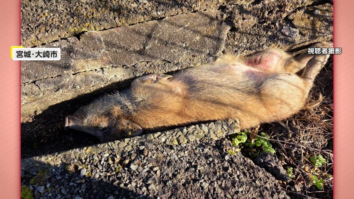 img_49632481012a6105811664b2b7