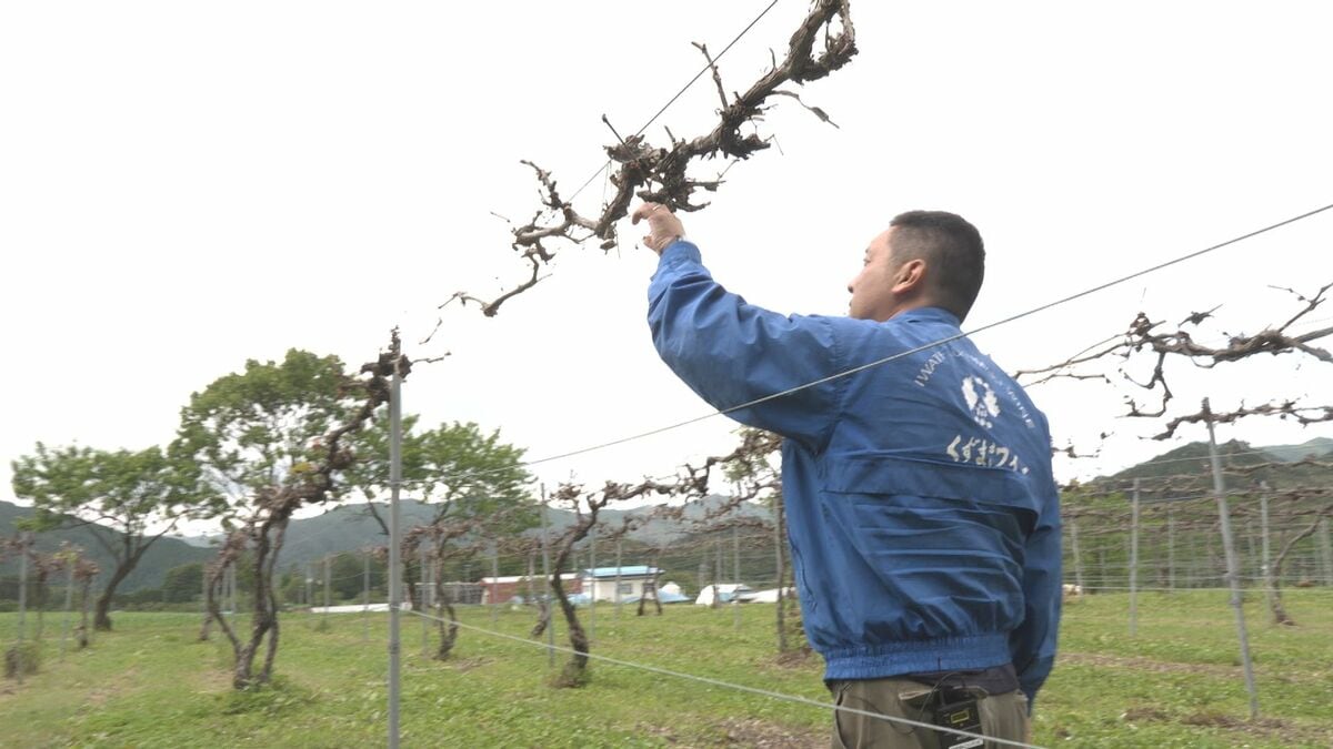 葛巻町のヤマブドウに深刻な霜被害 生産者は「災害級の被害」と悲鳴