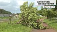 台風6号の強風で…延岡市の桜の名所でも被害　河津桜15本が倒れる