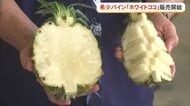 希少なパイン”ホワイトココ”　東村で販売開始セレモニー