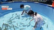 5月最後の週末も真夏日続く　全国180地点以上で30℃超に　ニジマスつかみ取りやビールイベントにぎわう