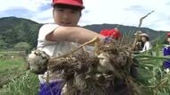 「ラーメンやチャーハンで食べたい」　永平寺の児童が特産「上志比にんにく」の収穫体験　雨少なく若干小ぶりも…出来は上々
