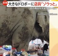 「待って、待って」野生の巨大ゾウが食料品店に来店…お菓子・サ…