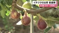 「紀ノ川の土壌と水をいかして“ふっくら”」　イチジクの出荷が最盛期　和歌山・紀の川市