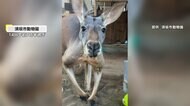 【謎】“猫舌カンガルー”?お湯を飲んだ後に頭をブンブン、さら…