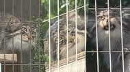さよならヒデ…東山動植物園生まれの人気者『マヌルネコ3兄弟』に“別れの時” 新天地・旭山動物園へ