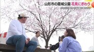 【山形】山形市の名所・霞城公園のサクラ咲き進む…花見客にぎわう