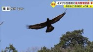 500羽しかいない天然記念物・イヌワシの“つがい”生息地に関西電力が大規模風力発電計画…「県内最大の40基」 町民から厳しい声も【山形発】
