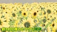 広島市植物公園で「サマーフェア」開催　子ども連れ家族などで賑わう　約１４００株のヒマワリが見頃