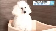 愛犬専用リゾート誕生　温泉犬日和の湯、マイクロバブルバス、室内ドッグラン完備　運営はガソリンの会社？