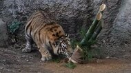 門松にじゃれるトラがまるで大きな猫と話題…“猫パンチ”を繰り出す「ネコ科」の一面を飼育員に聞いた