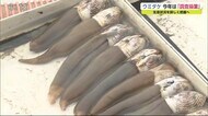 休漁が続いている有明海の二枚貝