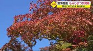 深まる秋 熱海梅園もみじまつり始まる 園内に約350本