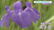 雨に濡れてカキツバタ見ごろ 三瓶山のふもとの池を紫色に彩る(島根・大田)