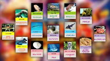 20種の頂点に輝くのは? 全国から集結「変な生き物グランプリ」