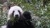 日本にパンダいなくなるのは「高市首相の責任」中国メディアが批判「…