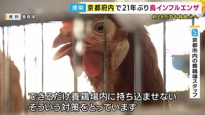 京都で21年ぶりに鳥インフルエンザの感染を確認　専門家「日本全国どこでも養鶏場で発生する可能性がある」