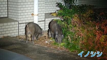 「昔は見なかったのに…」イノシシ被害が前年比3割増　集落で子どもが闊歩・トラクターの近くを平然と歩く　高齢化で「巻き狩り」困難に