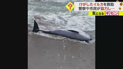 【ケガしたイルカの救助劇】海岸で頭と尾びれ振るも“身動き取れず”　警察や市民が協力し救助に成功も…　函館市