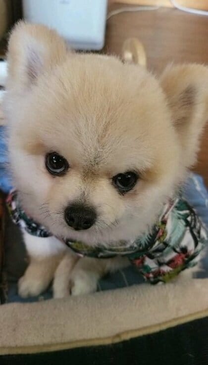 ふわふわポメラニアンが鋭い眼光で飼い主を“ガン見”　趣味のように「メンチを切る」理由を聞いた
